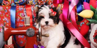 Embroidery Sewing Machines - What are Your Choices?